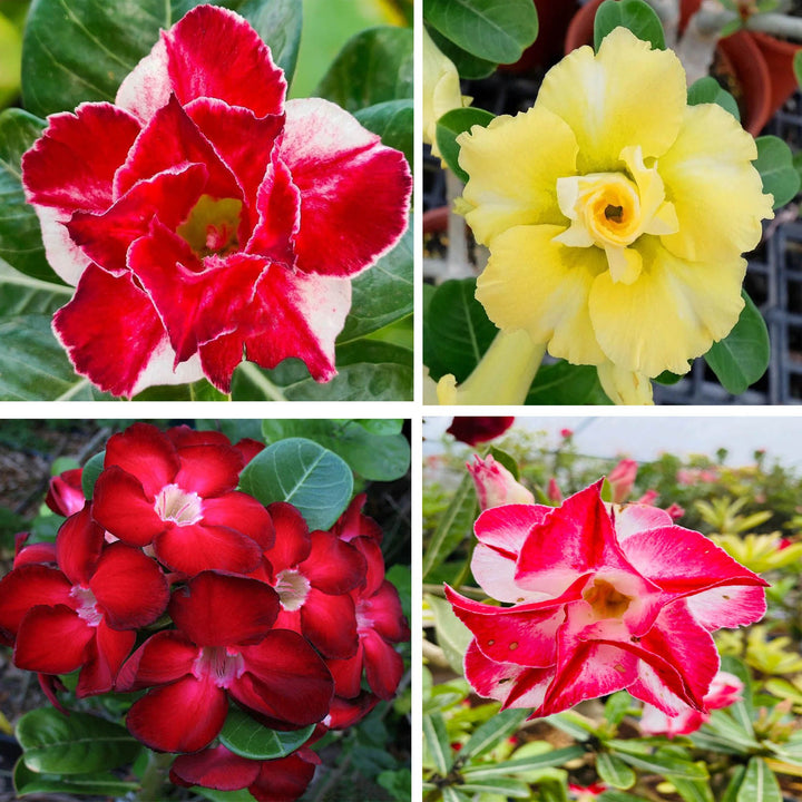 Buy Adenium Obesum Desert Rose Grafted Plant Pack of 4 | Multicolor ...