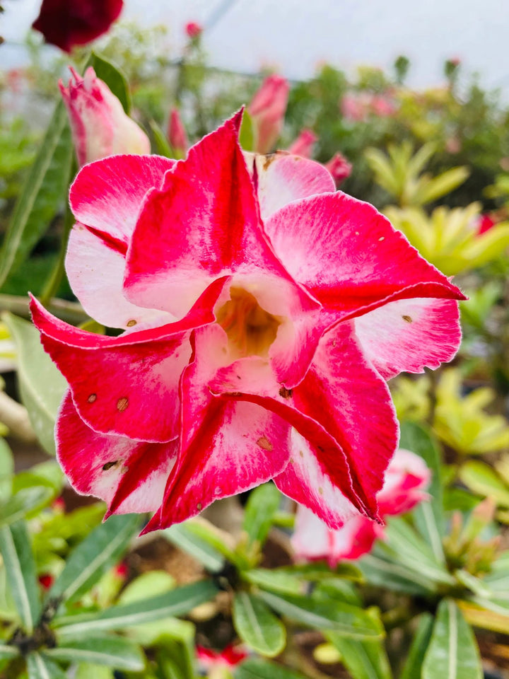 Buy Adenium Obesum Desert Rose Grafted Plant Pack of 4 | Multicolor ...