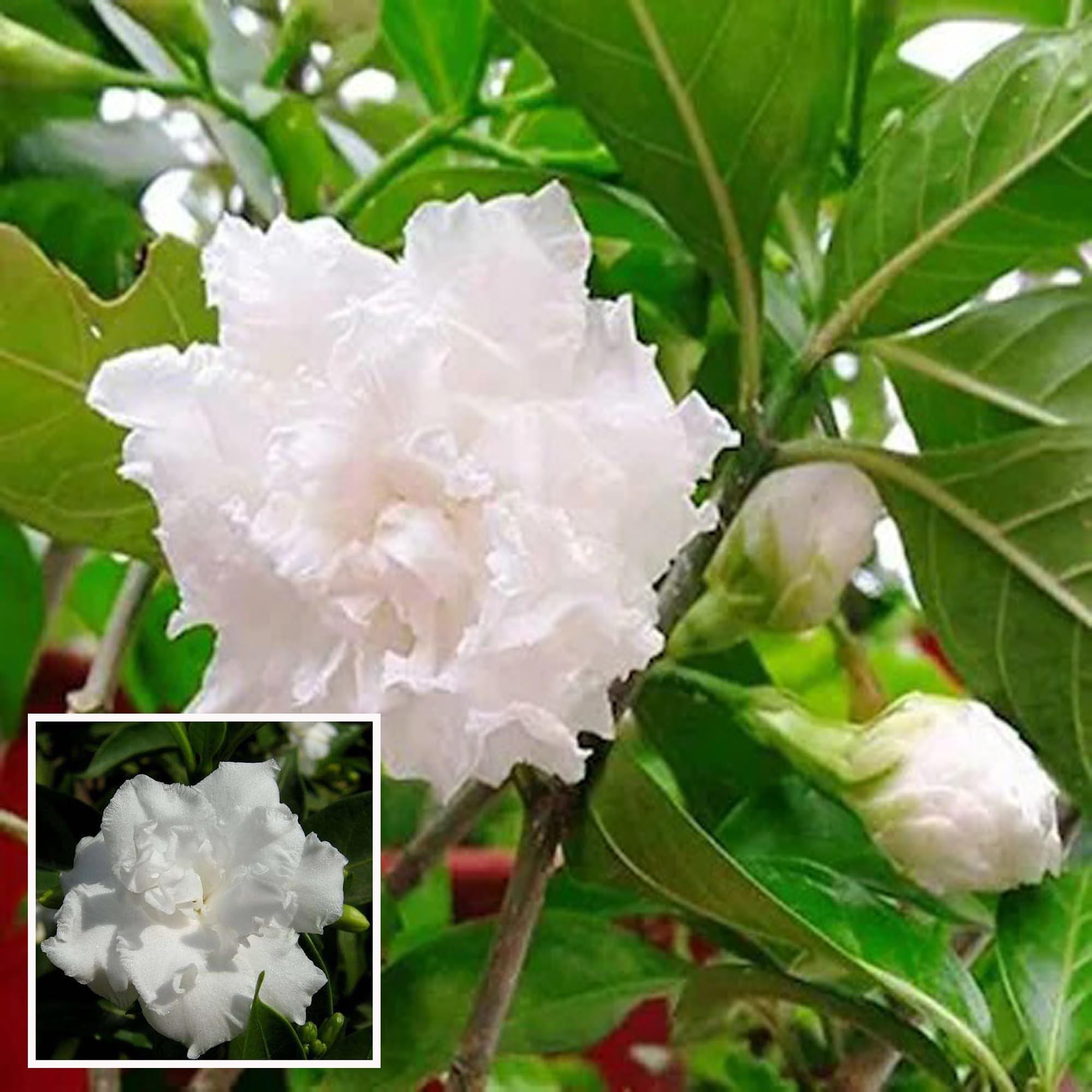 Buy Double Petal Tagar Chandni Crepe Jasmine Shrubs Flower Plant at ...