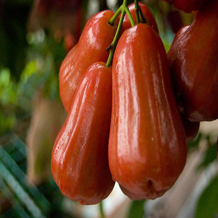 Buy Jambu King Water Apple Java Apple Grafted Fruit Plant at Lowest ...