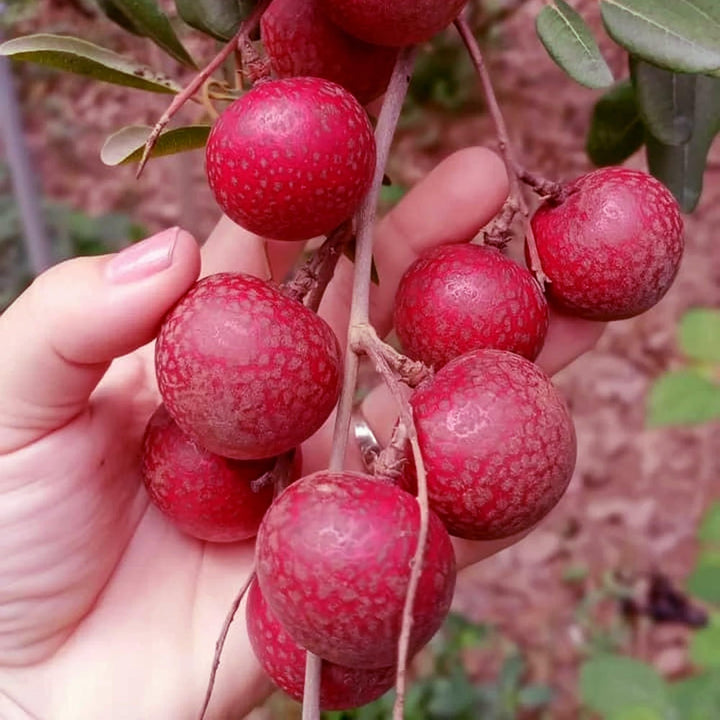 Buy Ruby Red Plus Dragon Eye Longan Grafted Fruit Plant at Lowest Price ...