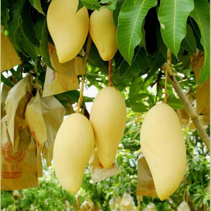 Buy Thai Nam Dok Mai All Time Mango Aam Grafted Fruit Plant – Up to 50% ...
