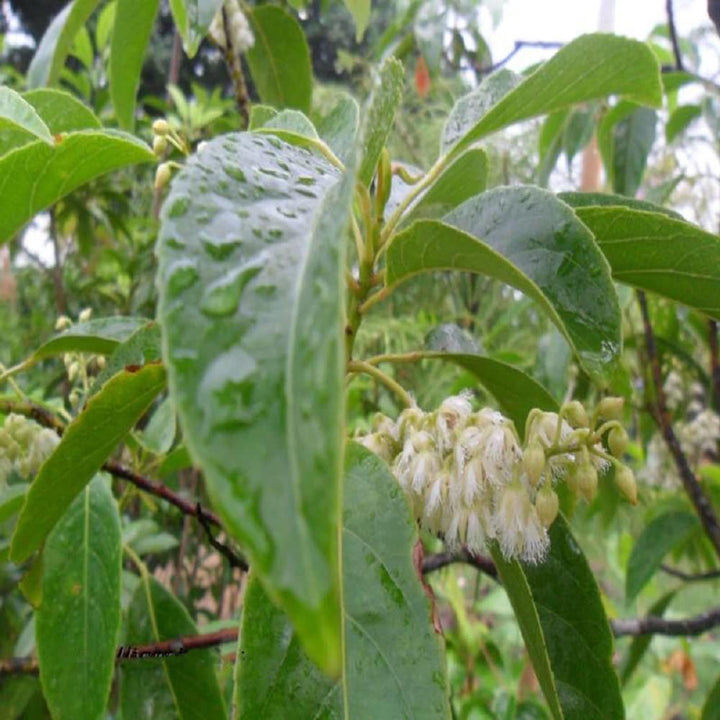 Buy Sour Indian OJalpai All Time Layering/Grafted Fruit Plant at Best ...