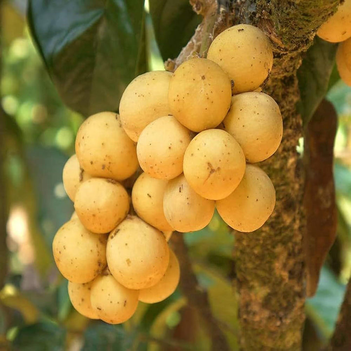 Buy Lotkon Kafai Mooti Exotic Tropical Fruit Plant – Up to 50% OFF ...