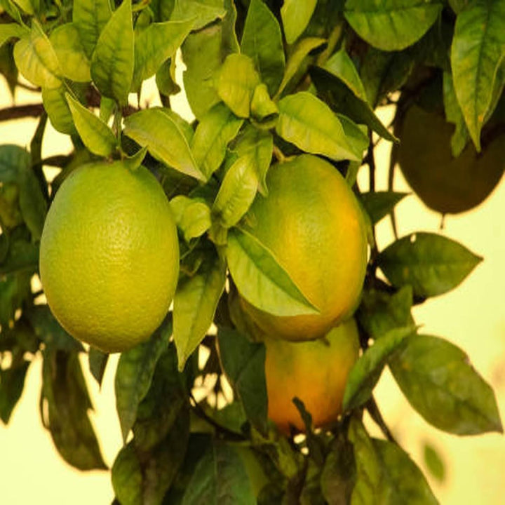 Buy Sweet Indian Mosambi Grafted Fruit Plant – Up to 50% OFF – The ...