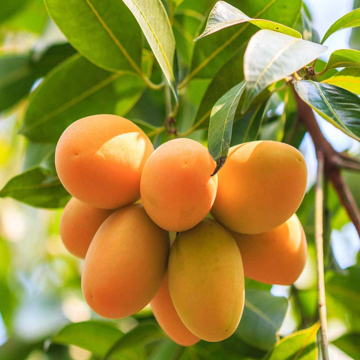 Buy Chinna Rasam Rasalu Mango Aam Grafted Fruit Plant – Up to 50% OFF ...