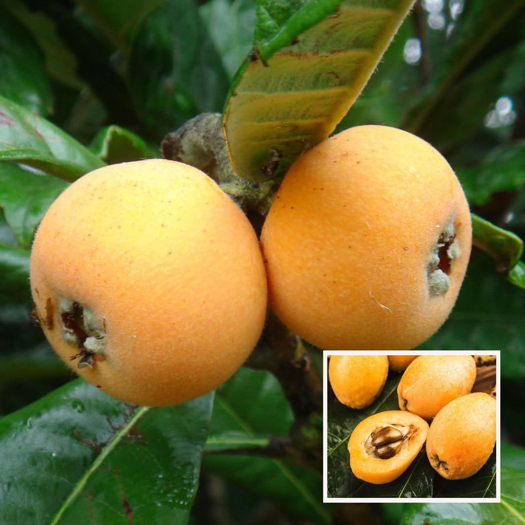 Buy Loquat Fruit Plant Live Tree – Up to 50% OFF – The Nursery Live