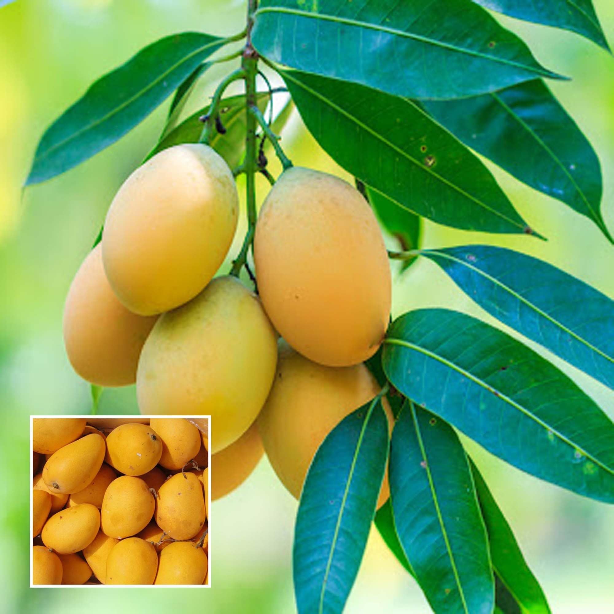 Buy Chinna Rasam Rasalu Mango Aam Grafted Fruit Plant – Up to 50% OFF ...