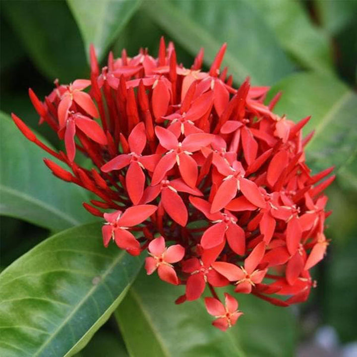 Buy Red Colour Ixora Rukmini Rangan Flower Shrubs Plant at Lowest Price ...
