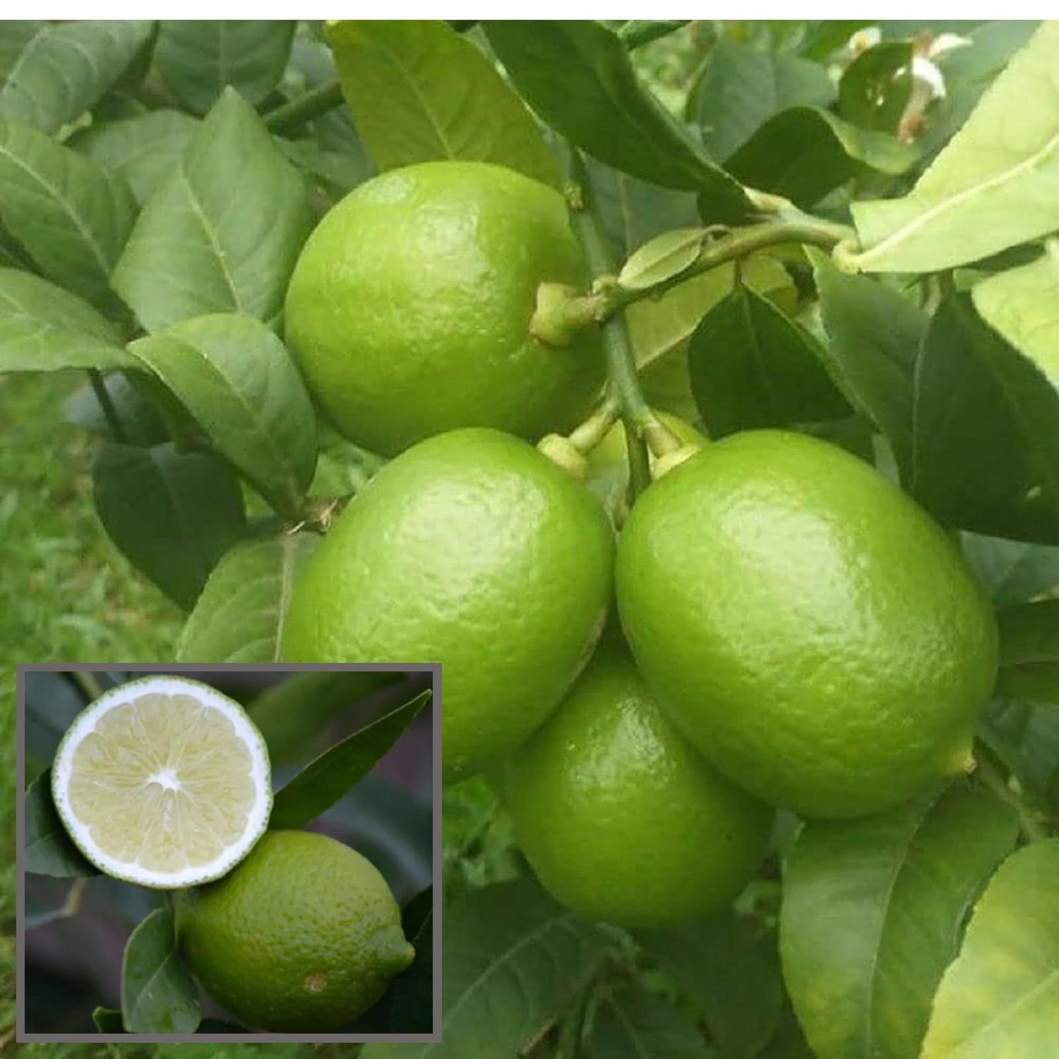 Buy Nimbu Seedless Lemon Nimbu Grafted Fruit Plant at Lowest Price in ...
