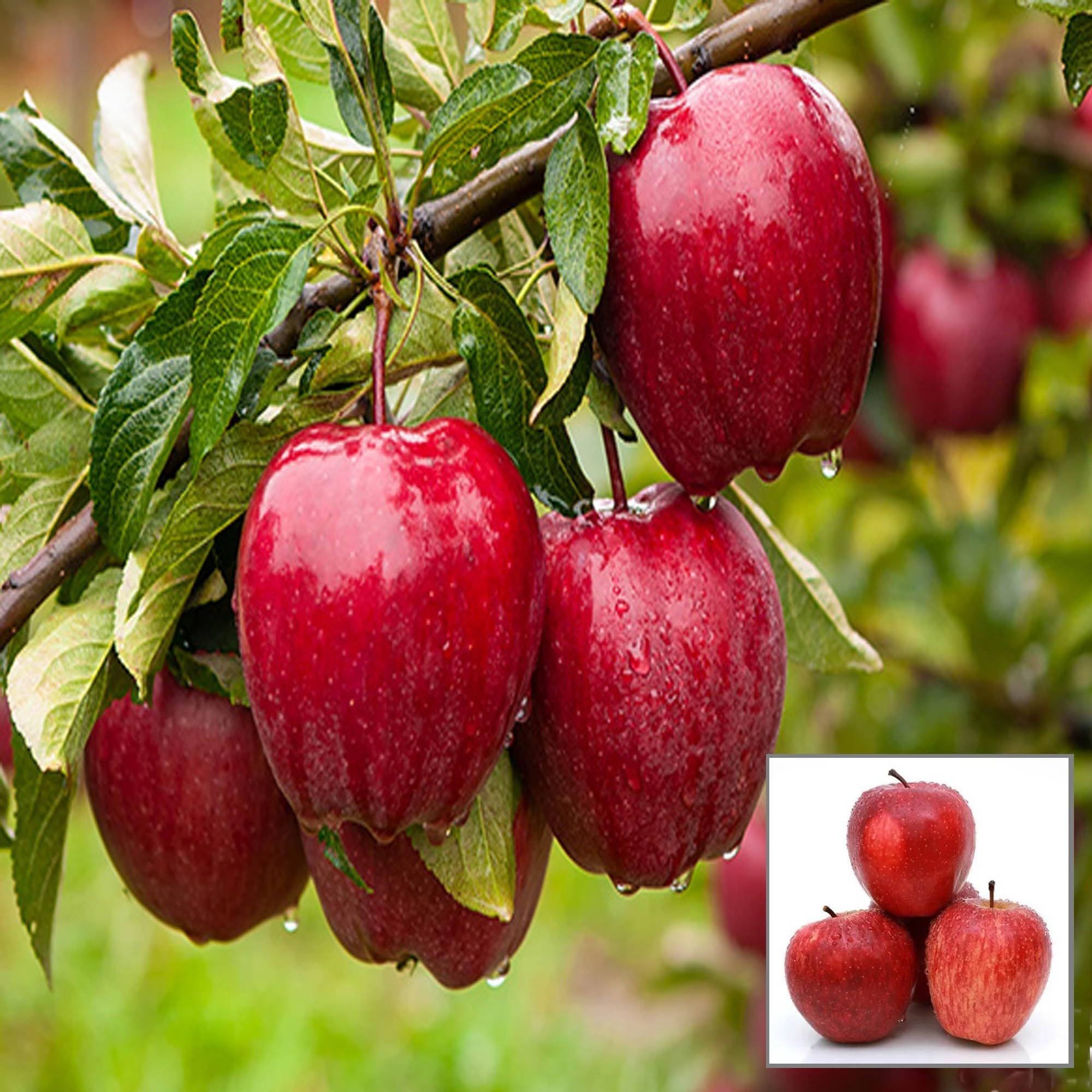 Buy Michael Low Chill Tropical Apple Seb Grafted Fruit Plant at Lowest ...