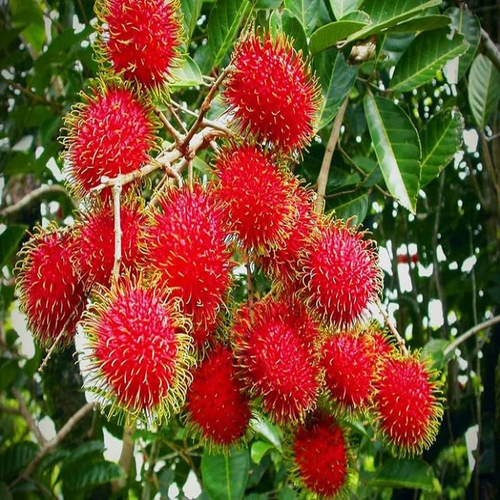Buy N18 Rambutan Grafted Fruit Plant at Lowest Price in India – The ...