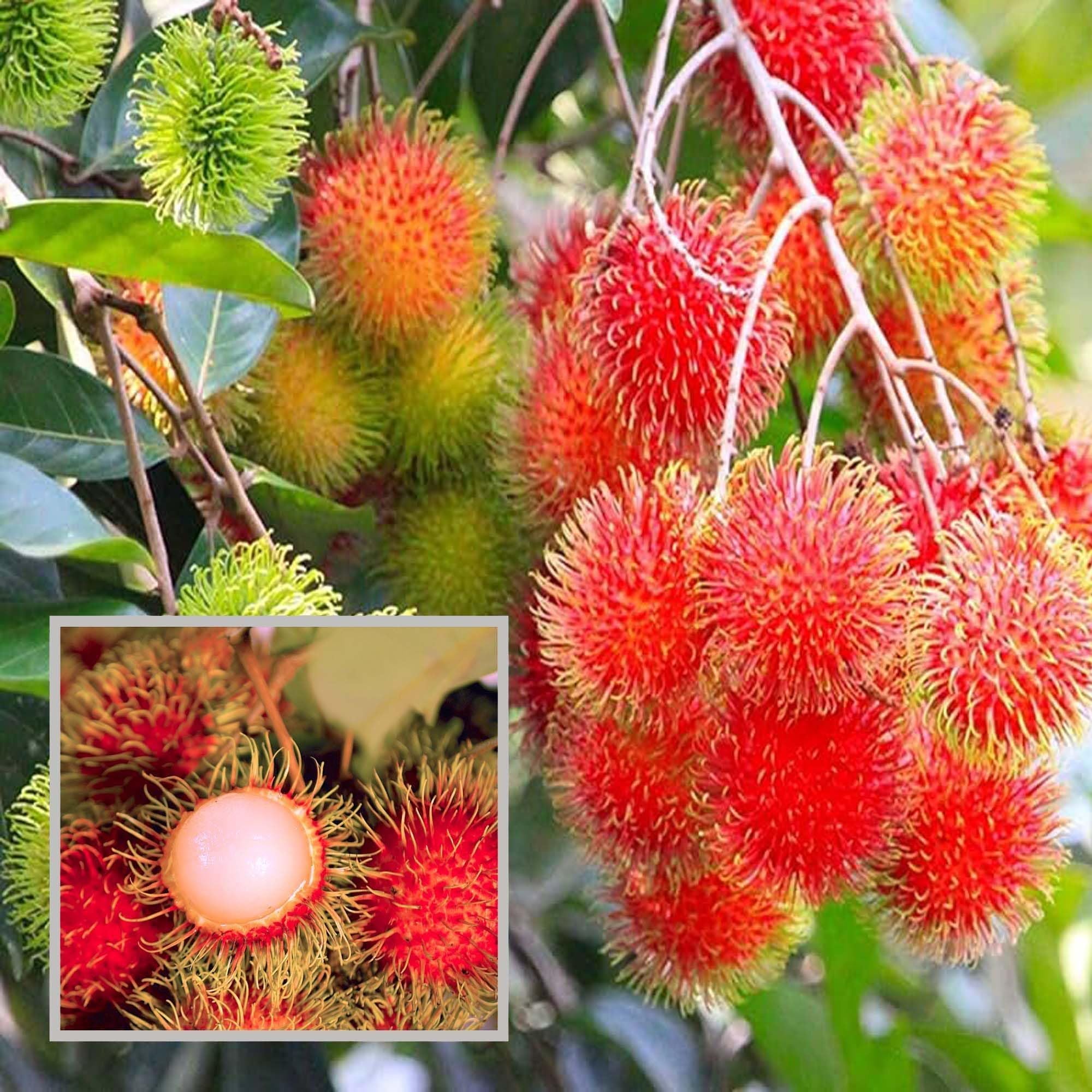 Buy KG10 Rambutan Grafted Fruit Plant at Lowest Price in India – The ...