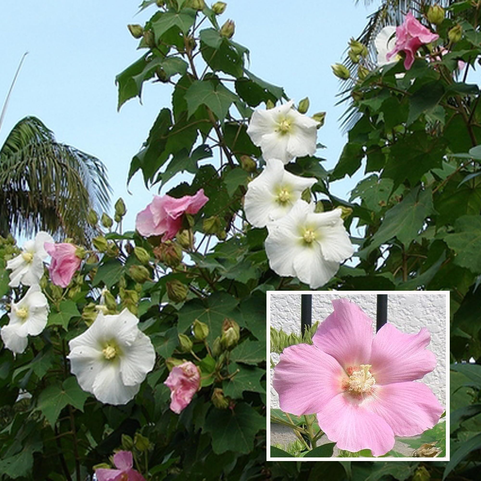 Buy All Time Cotton Rose Land Lotus Sthal Poddo Hibiscus Mutabilis ...