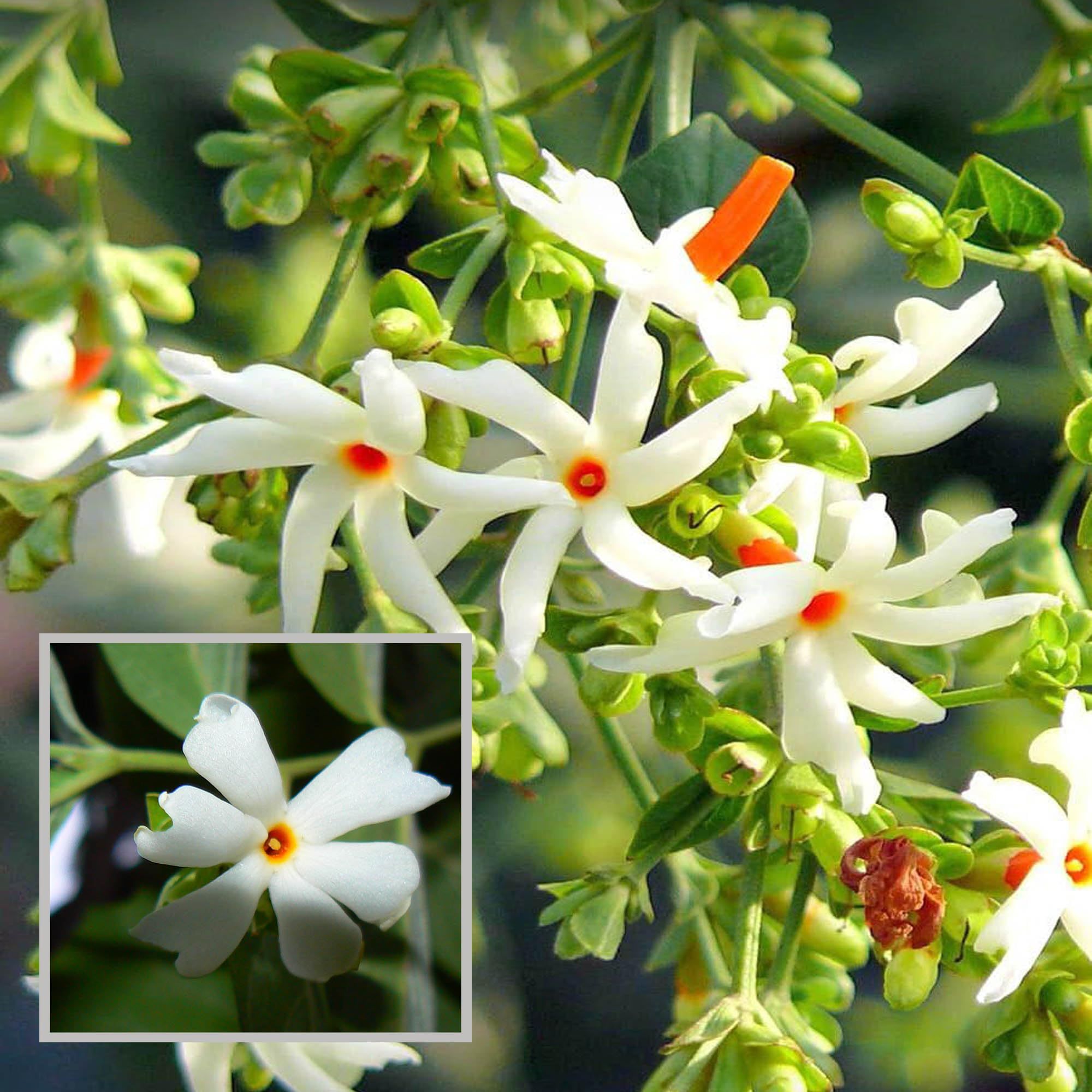 Buy Seuli Parijat Flower Plant – Up to 50% OFF – The Nursery Live