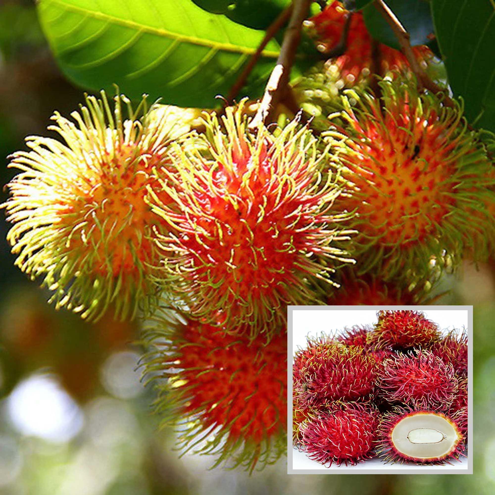 Buy Schoolboy Rambutan Grafted Fruit Plant at Lowest Price in India ...