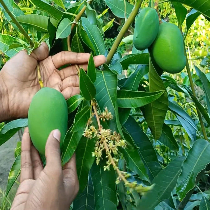 Buy Bangladesh Bari 11 All Time Mango Grafted Fruit Plant – Up to 50% ...