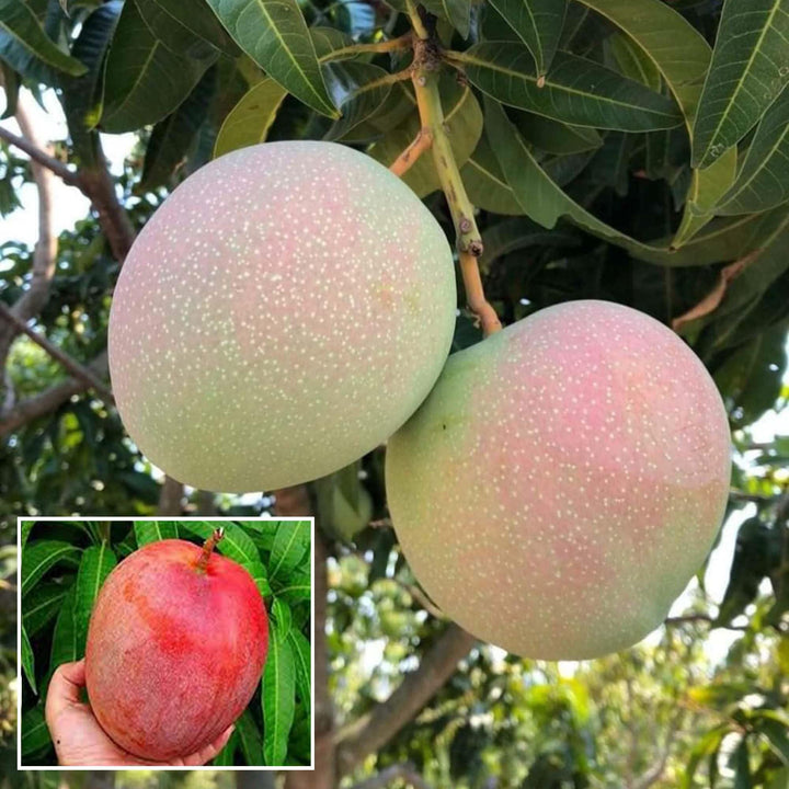 Buy R2E2 Mango Aam Grafted Fruit Plant – Up to 50% OFF – The Nursery Live