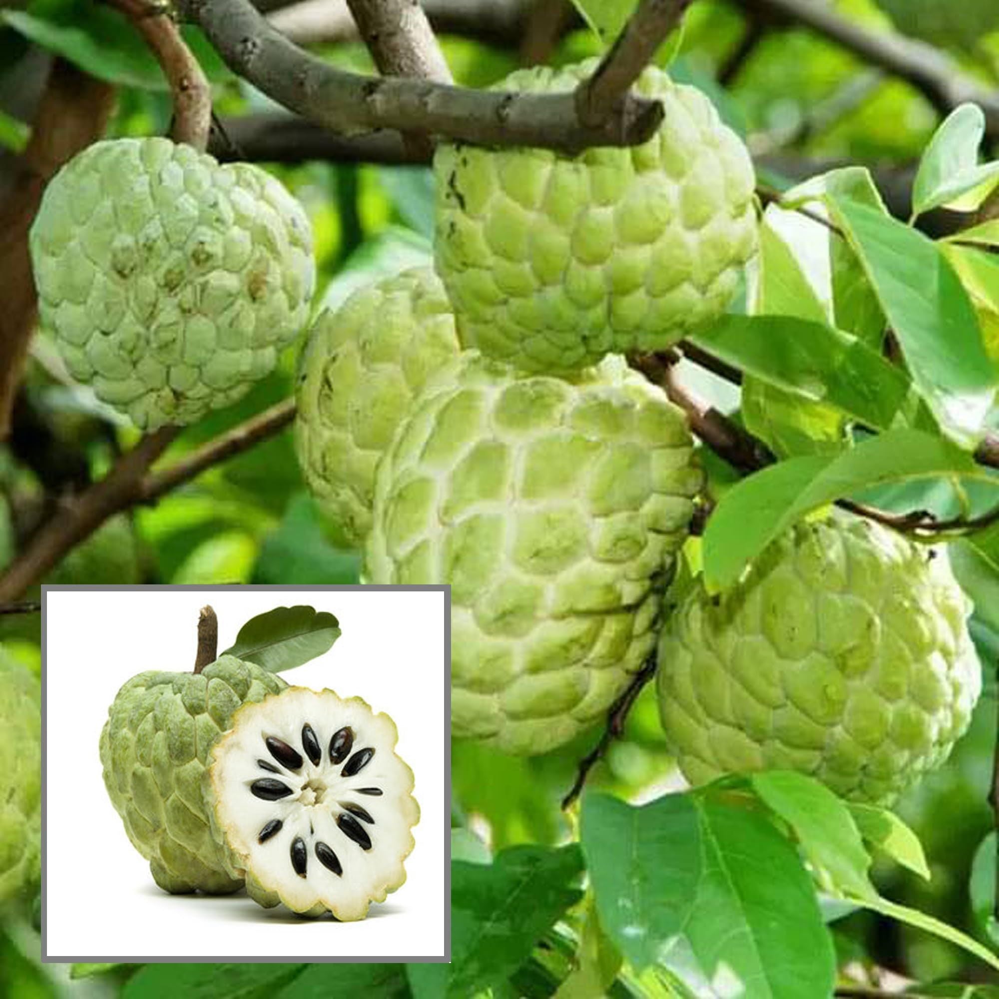 Buy Balanagar Custard Apple Sugar Apple Sitafal Grafted Fruit Plant ...