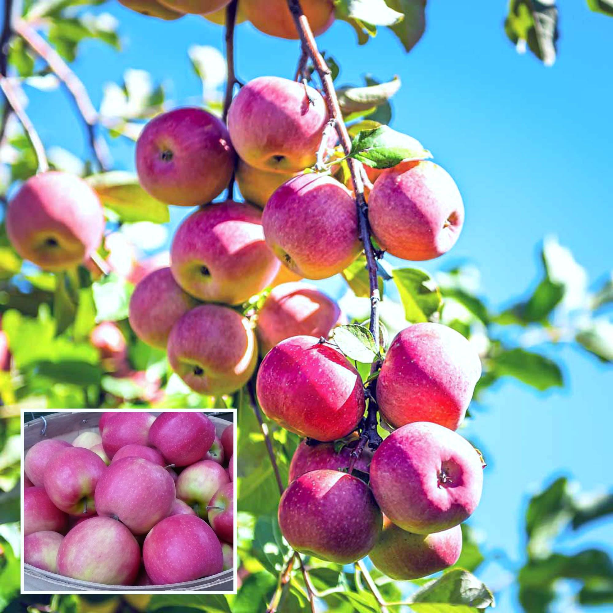 Buy Pink Lady Apple Seb Grafted Fruit Plant at Lowest Price in India ...