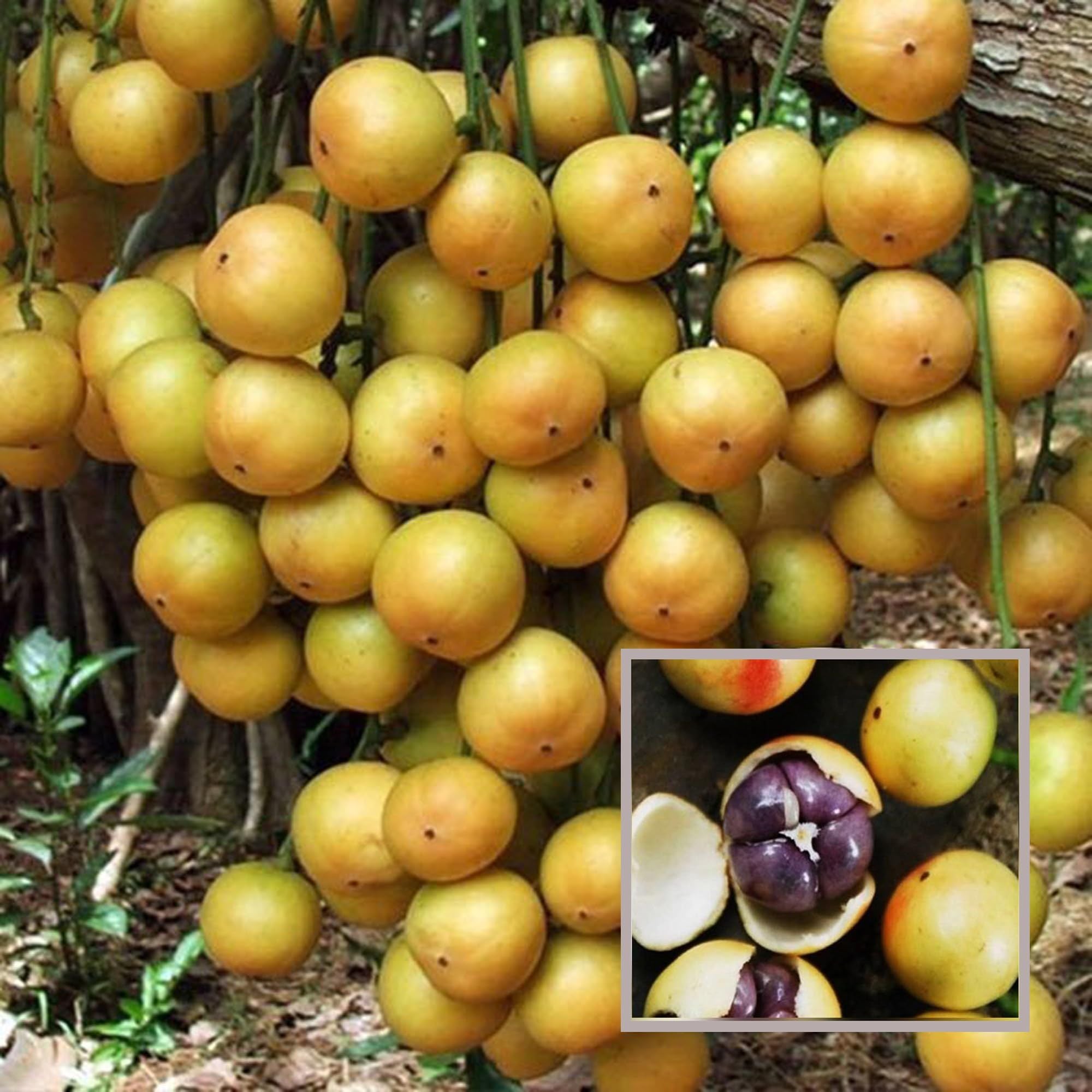 Buy Lotkon Kafai Mooti Exotic Tropical Fruit Plant – Up to 50% OFF ...
