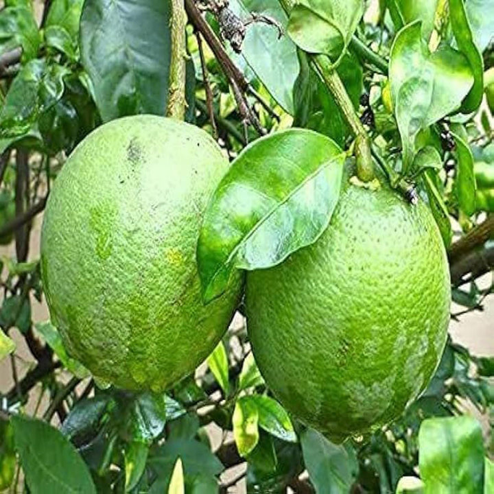 Buy Sathgudi Mosambi Grafted Fruit Plant at Best Price in India – The ...
