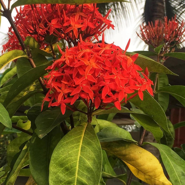 Buy Red Colour Ixora Rukmini Rangan Flower Shrubs Plant at Lowest Price ...