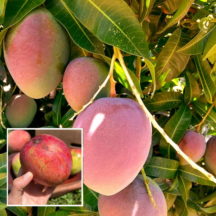 Buy American Kent Mango Aam Grafted Fruit Plant at Lowest Price in ...