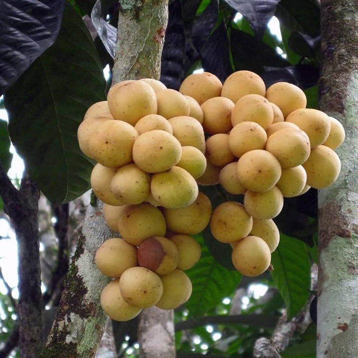 Buy Lotkon Kafai Mooti Exotic Tropical Fruit Plant – Up to 50% OFF ...