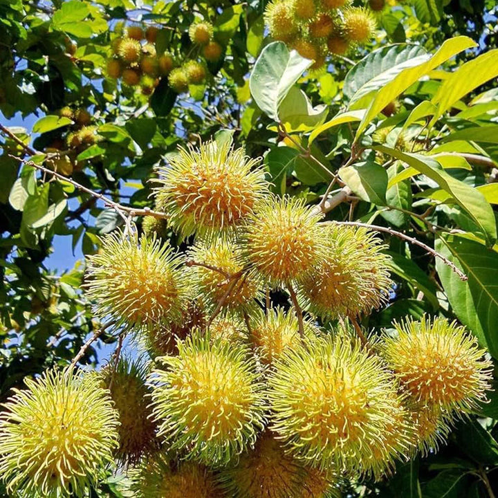 Buy E35 Rambutan Grafted Fruit Plant at Lowest Price in India – The ...