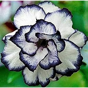 Teaboo Buy Hybrid Rosey Adenium Grafted Flowers Plant at Best Price in India ...