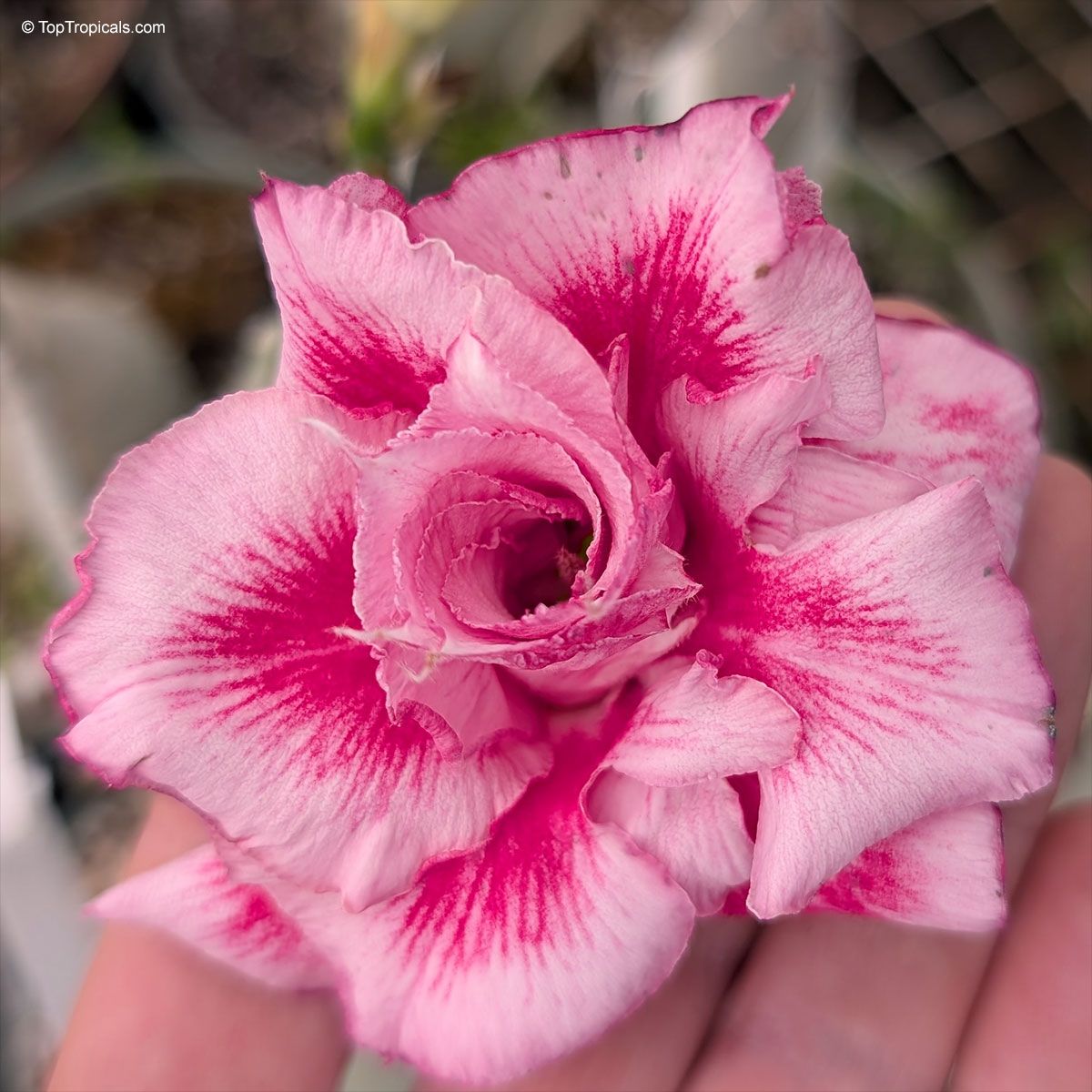 Rosey Variety Adenium Obesum Grafted Plant at Best Price in India – The ...